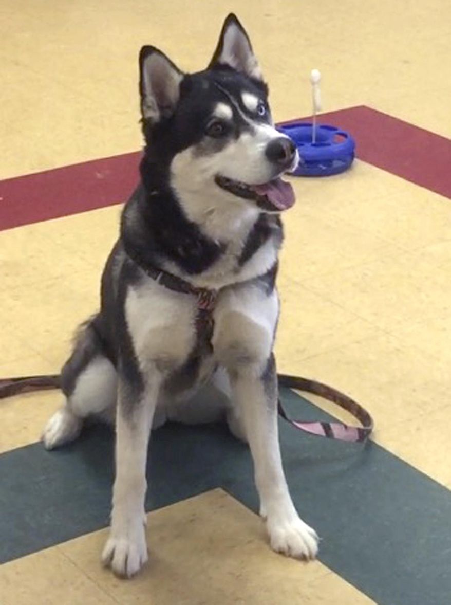 This photo provided by the Waterville Humane Society shows an Alaskan husky named Dakota, Thursday, March 30, 2017, in Waterville, Maine. Gov. Paul LePage said he pardoned the dog from a death sentence levied at a court hearing last week, after it killed a neighbor's small pug in May 2016 and later broke out of court-ordered confinement to bite the same neighbor's Pekingnese, which survived. (Karen Vance/Waterville Humane Society via AP)