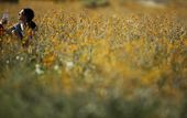 aptopix_desert_super_bloom_13326.jpg