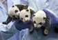 china_panda_preserve_28979.jpg