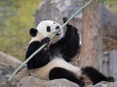 china_panda_preserve_96534.jpg