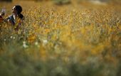 desert_super_bloom_13326.jpg