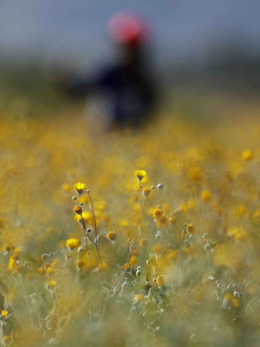 In this March 27, 2017, photo, a visitor poses for a picture among wildflowers blooming in Borrego Springs, Calif. Rain-fed wildflowers have been sprouting from California's desert sands after lying dormant for years - producing a spectacular display that has been drawing record crowds and traffic jams in area desert towns. (AP Photo/Gregory Bull)