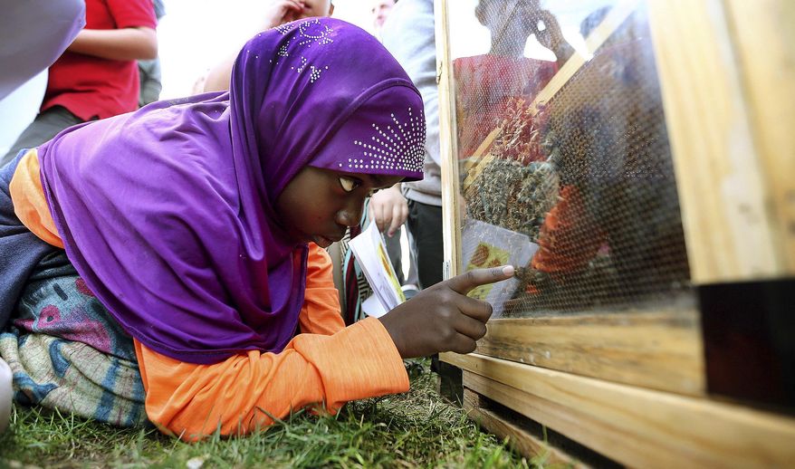 This photo taken Tuesday, March 21, 2017, shows Halima Aden and other students from Meadowlark elementary looking at Bees in a display hive. In recognition of National Agriculture Day Tuesday, the state agriculture department encourages the public to plant plants that attract bees. (Scott G Winterton/The Deseret News via AP)