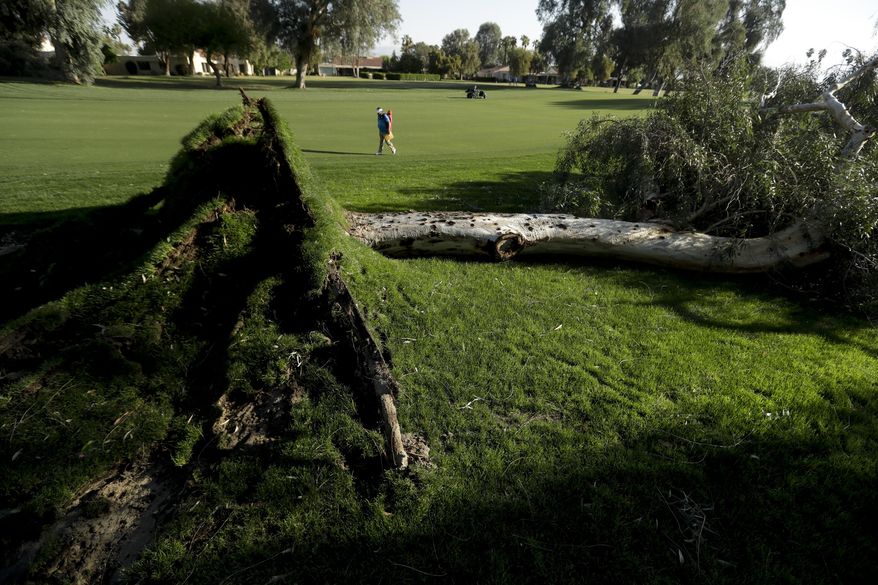 A golf fan walks pass a tree that blew over on the ninth hole during the LPGA Tour ANA Inspiration golf tournament at Mission Hills Country Club Friday, March 31, 2017 in Rancho Mirage, Calif. First round play was suspended due to high winds. (AP Photo/Chris Carlson)
