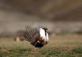sage_grouse_lawsuit_idaho_31139.jpg