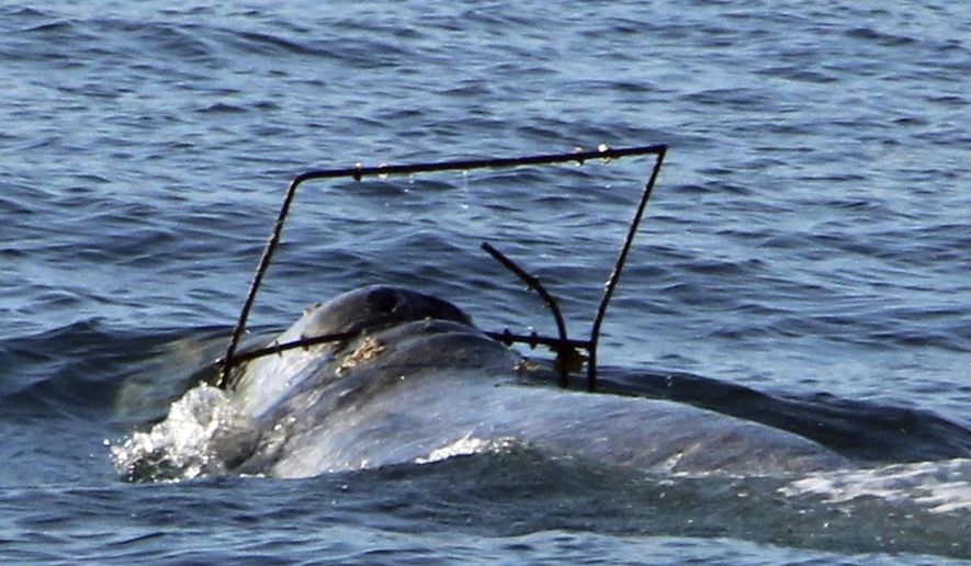 In this photo provided by Capt. Dave's Dolphin and Whale Safari, a gray whale is caught in a crab trap off the coast at Dana Point, Calif. on Saturday, April 1, 2017. The National Marine Fisheries Service is requesting boaters report any sightings of the tangled whale. Figures released a month earlier showed a record number of whales getting tangled in crabbing gear off the U.S. West Coast. The Center for Biological Diversity cited 71 cases of whales caught in fishing lines off California, Oregon and Washington last year. (Craig DeWitt/Capt. Dave's DolphinSafari.com via AP)