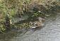 correction_rescued_ducklings_89696.jpg