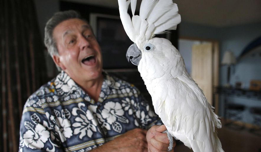 FILE - In this June 11, 2015 file photo, Tom Wharton, of Warwick, R.I., talks to his 21-year-old pet cockatoo named "Tootsie" at his Warwick home. Wharton and Tootsie were kicked out of two campsites in Rhode Island following complaints about the feathered companion. The House Judiciary Committee holds hearing on a bill by state Rep. Evan Shanley, Thursday, April 6, 2017, that would allow cockatoos and other birds in the parrot family, as well as previously permitted four-legged pets likes dogs and cats, to accompany their owners to campgrounds. (AP Photo/Steven Senne, File)