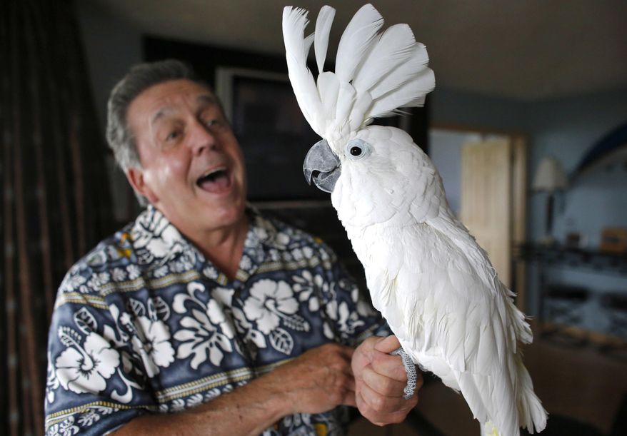 FILE - In this June 11, 2015 file photo, Tom Wharton, of Warwick, R.I., talks to his 21-year-old pet cockatoo named "Tootsie" at his Warwick home. Wharton and Tootsie were kicked out of two campsites in Rhode Island following complaints about the feathered companion. The House Judiciary Committee holds hearing on a bill by state Rep. Evan Shanley, Thursday, April 6, 2017, that would allow cockatoos and other birds in the parrot family, as well as previously permitted four-legged pets likes dogs and cats, to accompany their owners to campgrounds. (AP Photo/Steven Senne, File)