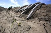 california_drought_a_look_back_62531.jpg
