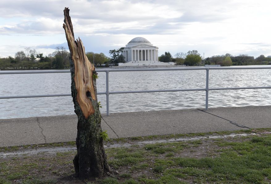 A cherry tree along the Tidal Basin in Washington are damaged following a storm, Thursday, April 6, 2017. (AP Photo/Susan Walsh)