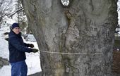 big_trees_54592.jpg