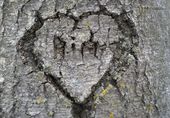 big_trees_60461.jpg