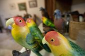 exchange_wood_birds_05194.jpg