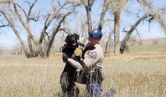 In this Monday, April 3, 2017, photo, Colorado Parks and Wildlife District Wildlife Manager Brock McArdle plays with his canine partner, a black Labrador named Cash, at Wellington State Wildlife Area near Wellington, Colo. Cash is one of only two dogs in the state trained to help wildlife officers with their investigations. He recently began working in Larimer County as part of a grant and donation funded pilot program. (Pamela Johnson /Loveland Reporter-Herald via AP)