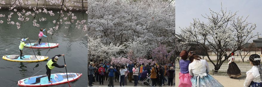 In this combination of photos from Tokyo, Beijing, and Seoul, from left to right: visitors ride paddle boats beneath blooming cherry trees on the Meguro river in Tokyo, Sunday, April 9, 2017; crowds walk at the Yuyuantan Cherry Blossom festival in Beijing, Saturday, March 25, 2017; visitors take souvenir photos with cherry blossoms in Seoul, Saturday, April 8, 2017. China, Japan and South Korea may have their differences, but they mostly see eye-to-eye on cherry blossoms. In all three north Asian countries, people flock to parks, gardens and temples to enjoy the beauty of the pinkish-white petals, often in the lingering chill of early spring. (AP Photos/Shizuo Kambayashi, Ng Han Guan, Lee Jin-man)