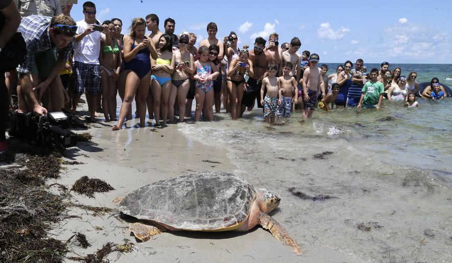 FILE - In this June 8, 2015, file photo, a loggerhead sea turtle heads to the ocean, as onlookers watch at Bill Baggs Cape Florida State Park in Key Biscayne, Fla. Opportunities to observe sea turtles in Florida include events where turtles are released into the ocean after they've recovered from injuries or illness, and nighttime walks led by trained guides to see nesting activity. (AP Photo/Alan Diaz, File)