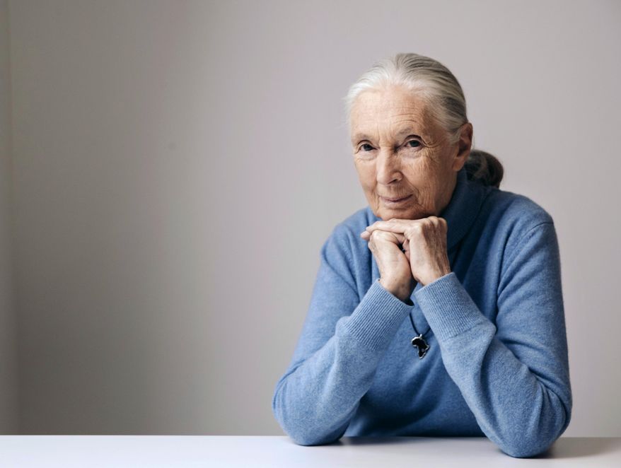 In this April 7, 2017 photo, British primatologist, ethologist, and anthropologist Jane Goodall poses for a portrait in New York to promote the Disneynature film, "Born in China." (Photo by Victoria Will/Invision/AP