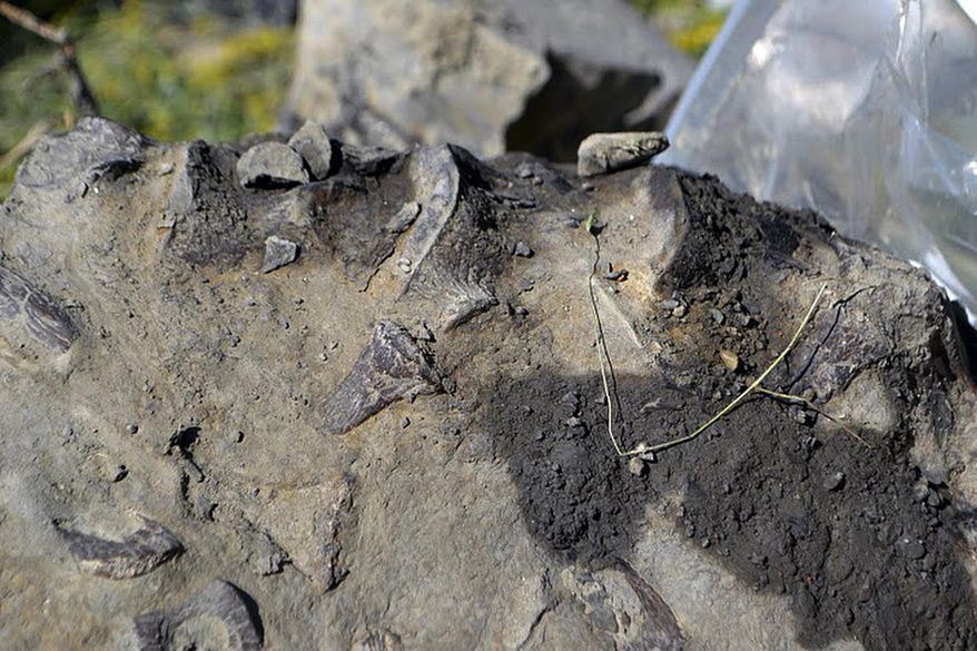 This July 14, 2011 provided by the U.S. Fish and Wildlife Services shows fragments of bone protruding from the top edge of this piece of shale are several plesiosaur vertebrae.at the Charles M. Russell National Wildlife Refuge, Mont. at a dig site for a fossil found in Montana nearly seven years ago that has led to the discovery this new species of prehistoric sea creature. The new species of elasmosaur is detailed in an article published Thursday, April 13, in the Journal of Vertebrate Paleontology. The creature lived about 70 million years ago in the inland sea that flowed east of the Rocky Mountains from Canada to the Gulf of Mexico. (Marcus Hockett /USFWS via AP)