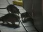 united-bad_behavior_exposed_25781.jpg