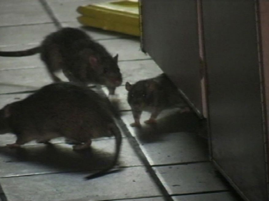 FILE - In this Feb. 23, 2007, file photo made from video, rats move around inside a KFC-Taco Bell restaurant in the Greenwich Village neighborhood of New York. Yum Brands Inc., the parent company of KFC, Taco Bell and Pizza Hut, said Wednesday, Feb. 28, 2007, that it had temporarily closed several other New York City restaurants owned by the franchisee that operated the KFC and hired a leading rat expert to review the company&#39;s standards. As smartphone cameras and social media have shifted power to consumers, they are forcing companies to be more nimble in handling matters they might have tried to sweep under the rug before. (Rafael Garcia Jr. via AP Video, File)