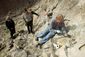 dino_discovery_59105.jpg