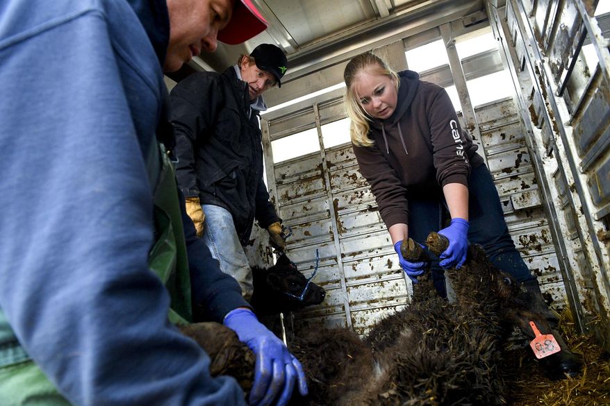 In this Thursday, March 23, 2017 photo, from right, Emmy Richardson holds down a calf as Ted Ahlin, of Spanish Fork, holds another one of his calves and Mike Walburger rotates the calf's leg to feel out any issues with it at the Arrowhead Veterinary Clinic in Payson, Utah. (Isaac Hale/The Daily Herald via AP)