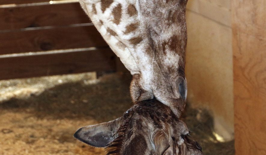 In this photo provided by Animal Adventure Park in Binghamton, N.Y., a giraffe named April kisses her new calf on Saturday, April 15, 2017. Her birth was broadcast to an online audience with more than a million viewers. (Animal Adventure Park via AP)