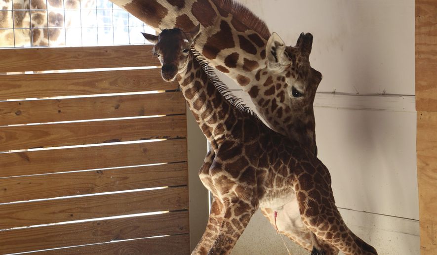 In this photo provided by Animal Adventure Park in Binghamton, N.Y., a giraffe named April stands with her new calf on Saturday, April 15, 2017. Her birth was broadcast to an online audience of more than a million viewers. (Animal Adventure Park via AP)