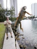 florida_iguana_woes_00674.jpg