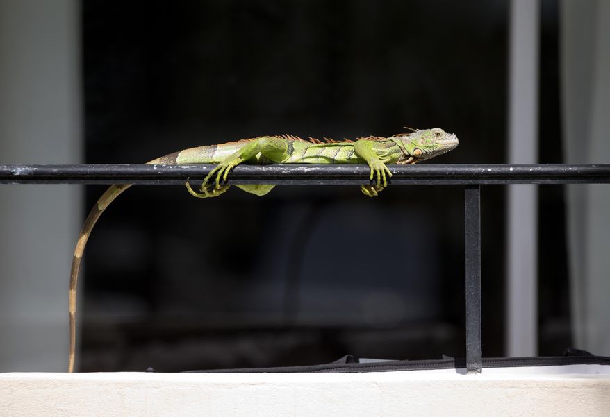In this Thursday, Feb. 9, 2017 photo, an iguana lounges on a railing on a condominium in Sunny Isles Beach, Fla. Perched in trees and scampering down sidewalks, green iguanas are so common across the suburbs here that many see them as reptilian squirrels instead of exotic invaders. (AP Photo/Wilfredo Lee)