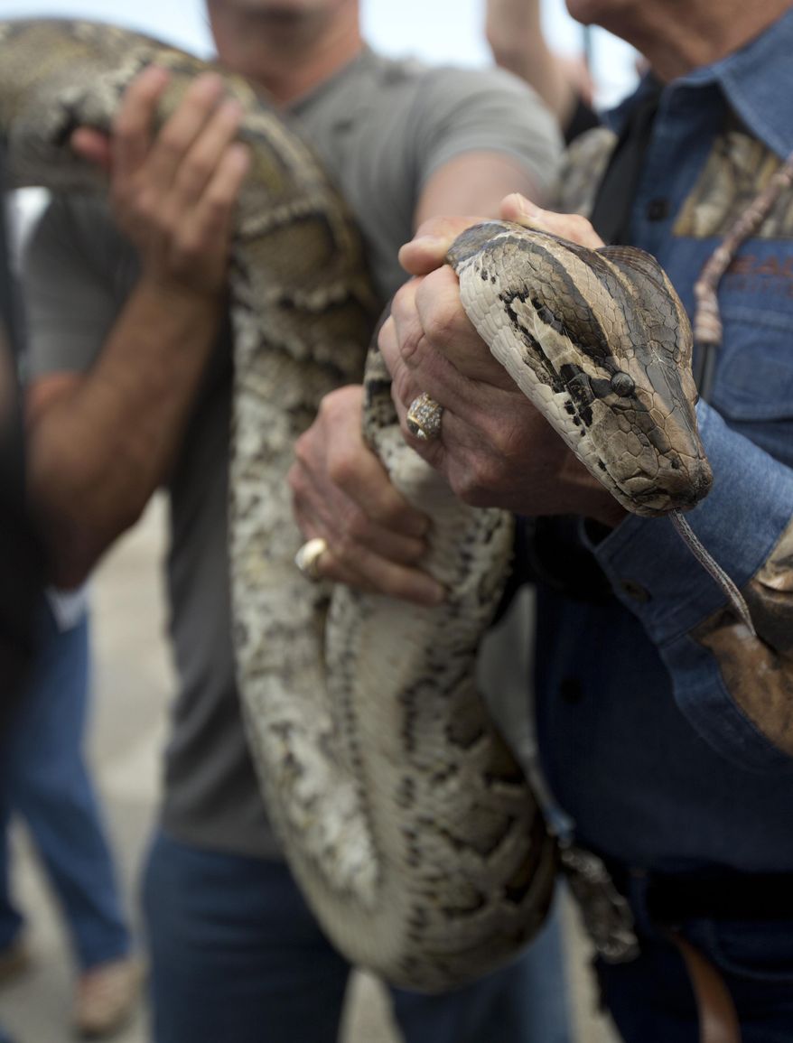 FILE - In this Jan. 17, 2013, file photo, a captured 13-foot-long Burmese python is displayed for snake hunters and the media before heading out in airboats for the Python Challenge in the Florida Everglades. An appeals court ruled the federal government cannot legally stop trade of Burmese pythons and other giant exotic snakes within the continental U.S. However, snake owners are cautioned not to move their reptiles just yet, as other legal challenges may remain. The U.S. Fish and Wildlife Service is reviewing the ruling. (AP Photo/J Pat Carter, File)