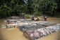 peru_illegal_logging_72214.jpg