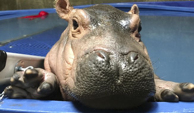 In this April 12, 2017 photo provided by the Cincinnati Zoo &amp;amp; Botanical Gardens, Fiona a prematurely born hippopotamus, swims in her quarantine enclosure at the Cincinnati Zoo &amp;amp; Botanical Gardens in Cincinnati. Millions have seen her on video, thousands have bought &amp;quot;Team Fiona&amp;quot; T-shirts and thousands more have chomped on Fiona-themed cookies. The public embrace of the Cincinnati Zoo&#x27;s prematurely born hippopotamus has helped ease the months of backlash over the death of the zoo&#x27;s gorilla Harambe. (Courtesy Cincinnati Zoo &amp;amp; Botanical Gardens via AP)