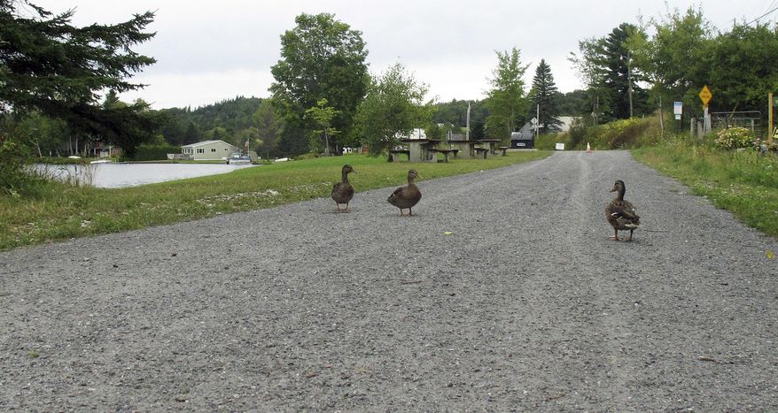FILE - In this Sept. 10, 2015, file photo, ducks walk near the Joe's Pond section of the Lamoille Valley Rail Trail in Danville, Vt. As of April 2017, about a third of the 93-mile trail between Swanton and St. Johnsbury has been completed for use by outdoor enthusiasts. (AP Photo/Wilson Ring, File)