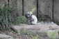 audubon_monkey_birth_38736.jpg