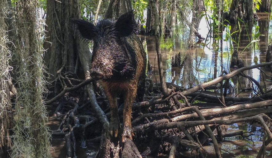 In this Thursday, April 13, 2017, photo, a wild boar walks in a swamp, in Slidell, La. Feral hogs are believed to cause $76 million or more in damage across the state every year but in recent years a small Louisiana slaughterhouse has begun butchering the hogs and selling the product to grocery stores and restaurants as part of an effort to help control the hogs' numbers. (AP Photo/Rebecca Santana)