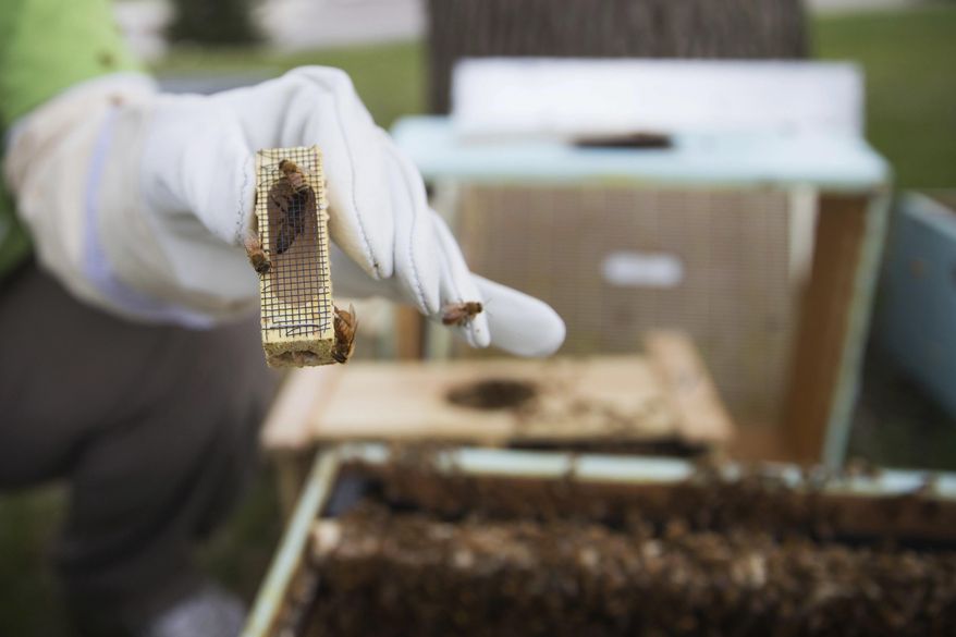 In this Friday, April 14, 2017 photo, College of St. Mary professor Amanda Roe holds the queen bee as she prepares to drop her into a wooden box in Omaha, Neb. The beehive will serve as a tool for education about bees in general and the natural world, Roe said. (Ryan Soderlin/Omaha World-Herald via AP)