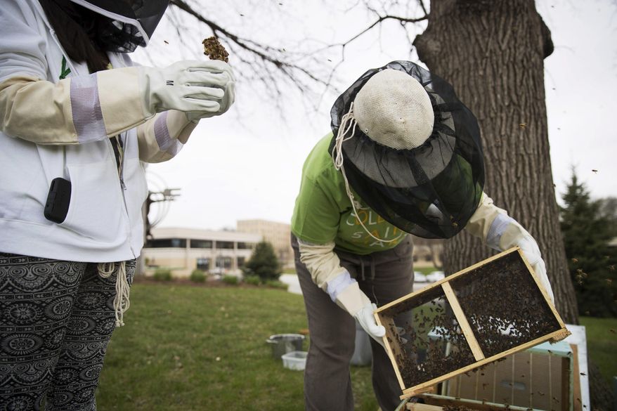 In this Friday, April 14, 2017, photo, College of St. Mary professor Amanda Roe, right, shakes a box of bees into a wooden box filled with frames as Mirtha Gutierrez, left, holds the queen bee in Omaha, Neb. The beehive will serve as a tool for education about bees in general and the natural world, Roe said. (Ryan Soderlin/Omaha World-Herald via AP)