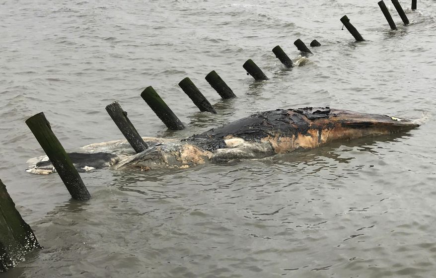 This April 24, 2017 photo provided by MERR Institute, Inc. shows a dead whale at Port Mahon, Del. Federal officials said humpback whales have been dying in unusually large numbers along the Atlantic Coast. (Suzanne Thurman/MERR Institute, Inc. via AP)