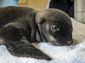baby_sea_lion_55407.jpg