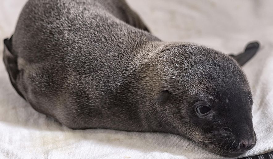 In this photo provided by SeaWorld San Diego, a day-old California sea lion pup rests at the Animal Care Center in San Diego, Calif., Thursday, April 27, 2017. The park is caring for the sea lion pup that was unexpectedly born to a sick mother. The park says the pup was discovered Wednesday when a team went to check the health of her mother, who was rescued from an Oceanside beach on Tuesday. (Mike Aguilera/SeaWorld San Diego via AP)