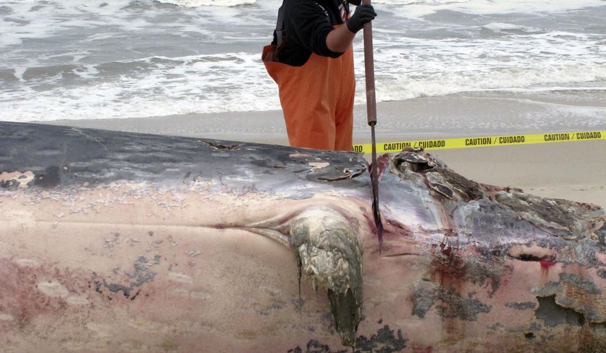 Jay Pagel, a field technician with the Marine Mammal Stranding Center, uses a large knife mounted on a 6-foot pole to dismember a 43-foot whale that washed ashore in Toms River N.J. on Wednesday April 26, 2017. The whale, whose cause of death could not immediately be determined, was dismembered and carted away. (AP Photo/Wayne Parry)