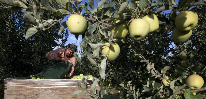 FILE - In this Sept. 16, 2013, file photo, Sergio Garcia empties a bag of just-picked golden delicious apples into a bin at a Valicoff Fruit Company orchard near Wapato, Wash. Harvesting the vast fruit orchards of Eastern Washington each year requires thousands of farmworkers, many of them working illegally in the United States. That system could eventually come to an end as at least two companies are rushing to get robotic fruit picking machines to market. (Gordon King/Yakima Herald-Republic via AP, File)