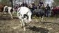 sweden_cow_release_31251.jpg