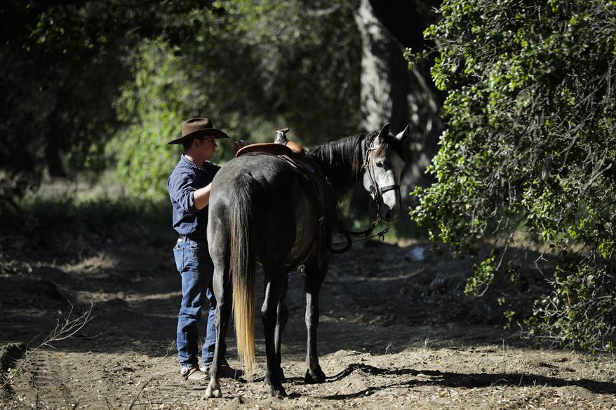 In this Wednesday, April 19, 2017 photo, Iraq war veteran Colt Romberger adjusts a saddle before taking his horse, Gus, for a workout in Santa Clarita, Calif. Romberger is training his horse for a ride from California to the Vietnam War Memorial in Washington in hopes to raise money for veterans causes and tell the public about the devastating effects Agent Orange has had on the bodies of now-aging veterans of the Vietnam War. His father, a Vietnam War veteran, died of a brain disease associated with Agent Orange. (AP Photo/Jae C. Hong)