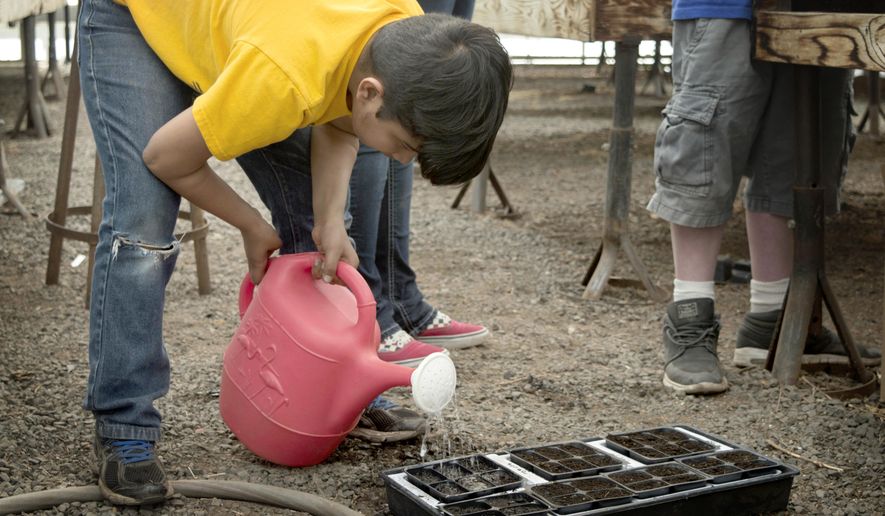 In this April 13, 2017 photo, Dhrau Hans waters some freshly planted seeds inside the Dayton High School's greenhouse in Dayton, Wash. (Dian Ver Valen /Walla Walla Union-Bulletin via AP)
