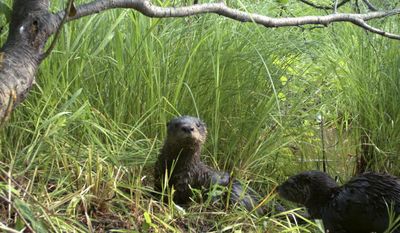 This July 2015 photo provided by the Wisconsin Department of Natural Resources shows a pair of North American river otters along a Lake Superior tributary in northern Wisconsin. North Dakota&#39;s Game and Fish Department this summer will propose an otter trapping season. If Gov. Doug Burgum approves, North Dakota will become the 34th state to allow the killing of otters. Preservation groups worry the expansion of otter trapping in the U.S. and Canada in recent decades isn&#39;t sustainable. (Nathan Roberts/Wisconsin Department of Natural Resources via AP)