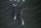 right_whales_q_a_62963.jpg
