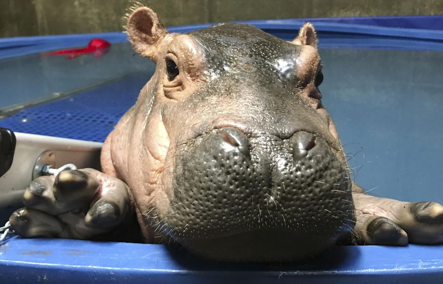 FILE- In this April 12, 2017, file photo provided by the Cincinnati Zoo & Botanical Gardens, Fiona a prematurely born hippopotamus, swims in her quarantine enclosure at the Cincinnati Zoo & Botanical Gardens in Cincinnati. The Cincinnati Zoo recently sent the onesies featuring Fiona’s image to newborns at Cincinnati Children's Hospital Medical Center. Zoo Director Thane Maynard says they were intended as thanks to hospital staff for its help with Fiona and a message of hope to families of premature babies. (Courtesy Cincinnati Zoo & Botanical Gardens via AP)